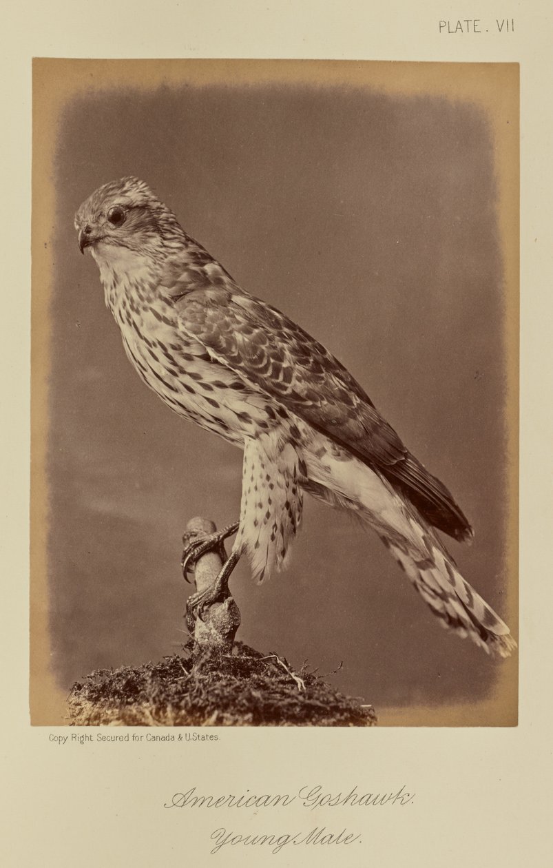 American Goshawk, Young Male by William Notman