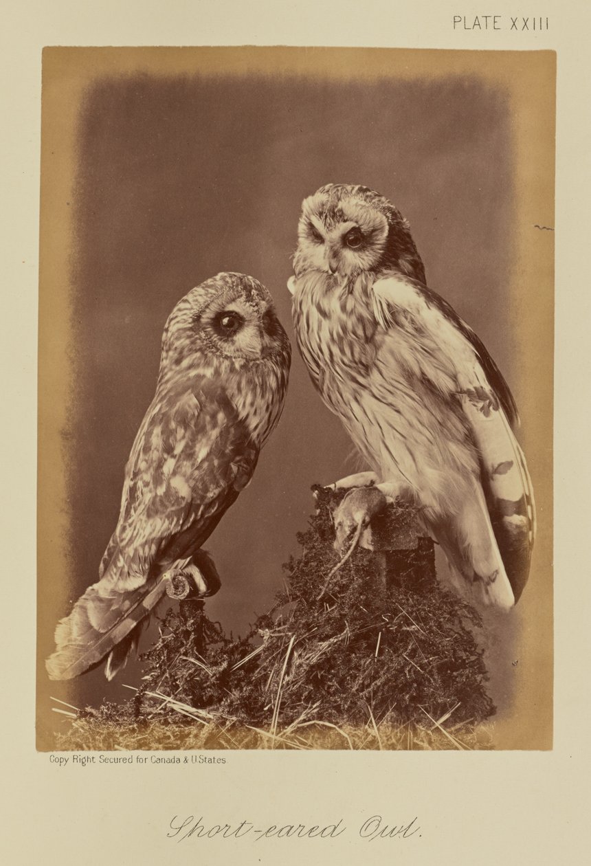 Short-eared Owl by William Notman
