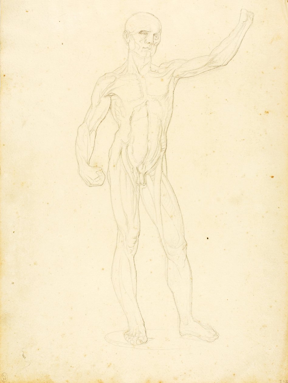 An Ecorche, front view by William Page