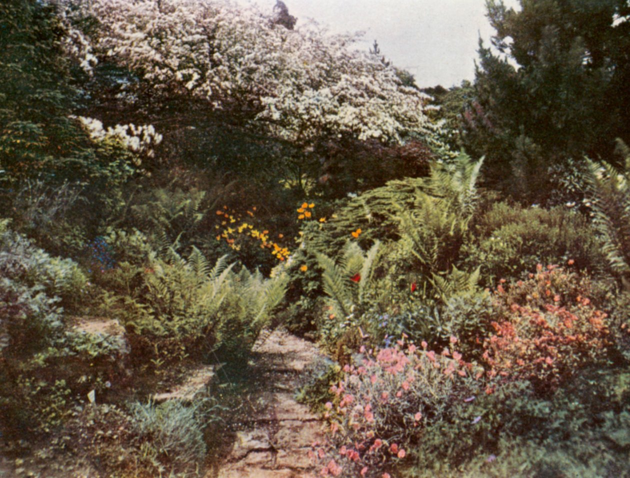 Old Hawthorn Tree and Rock Plants at Brockhurst, East Grinstead by William Ransford
