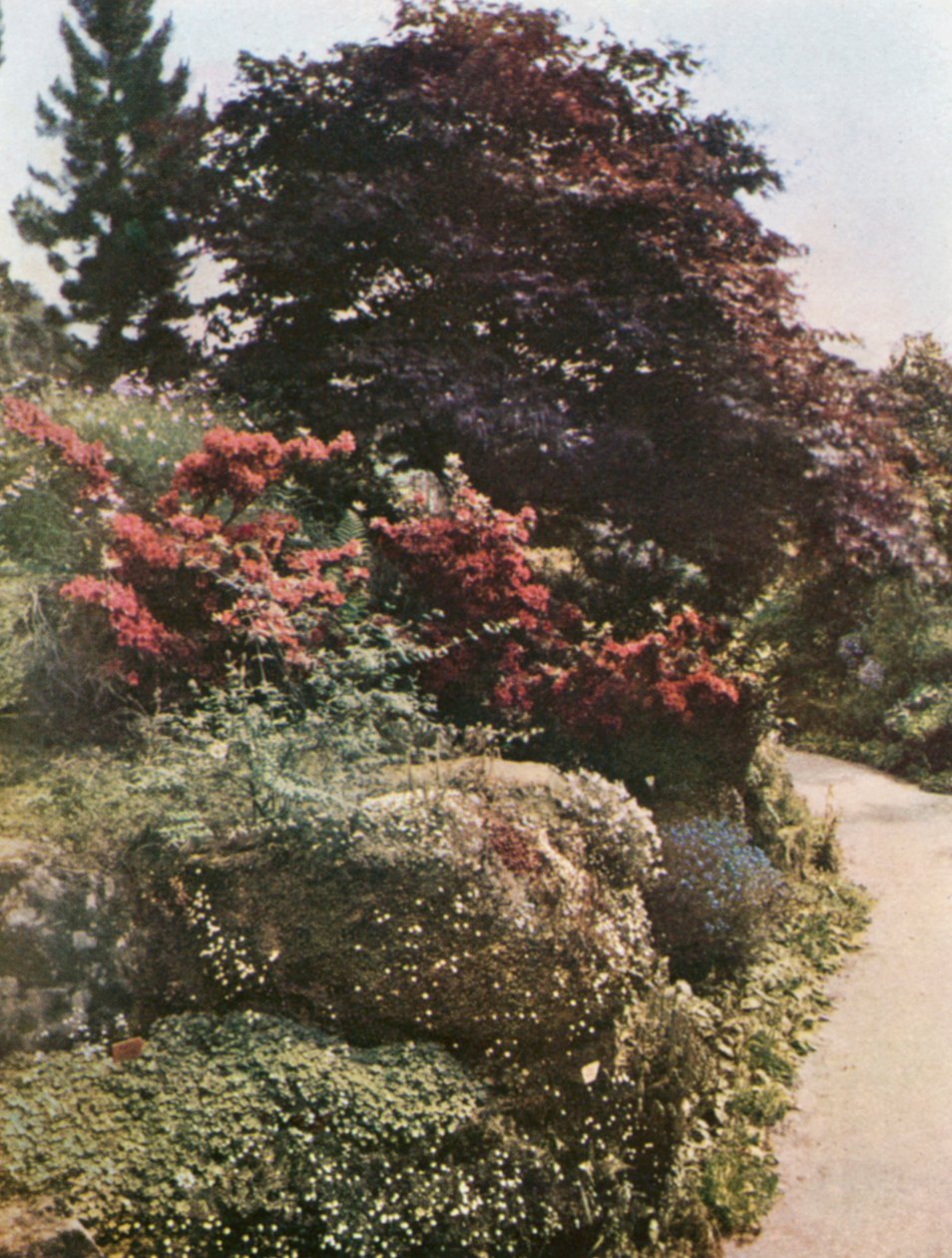 Part of the Rock Garden at Brockhurst, East Grinstead by William Ransford