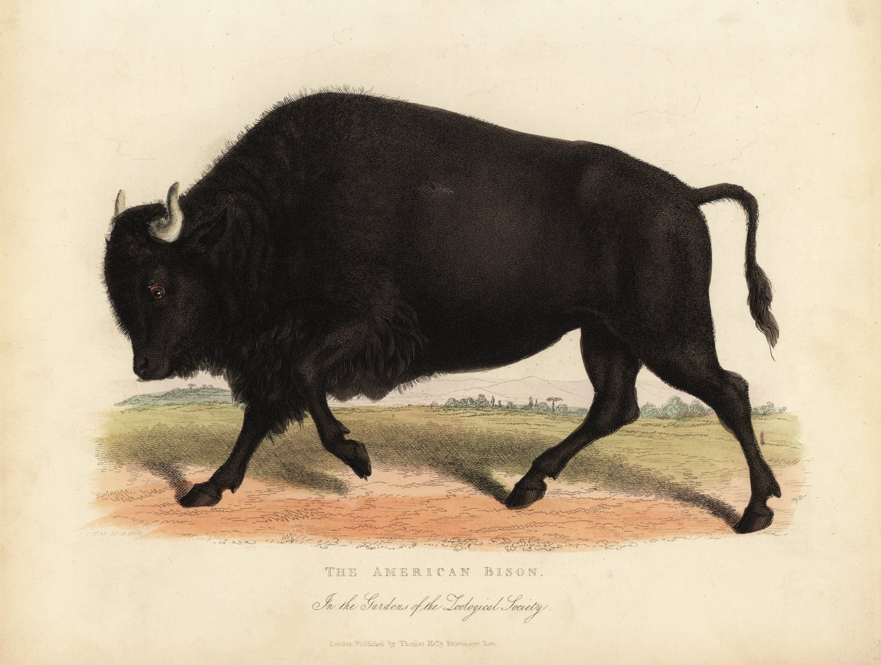 American Bison or Buffalo by William Smellie