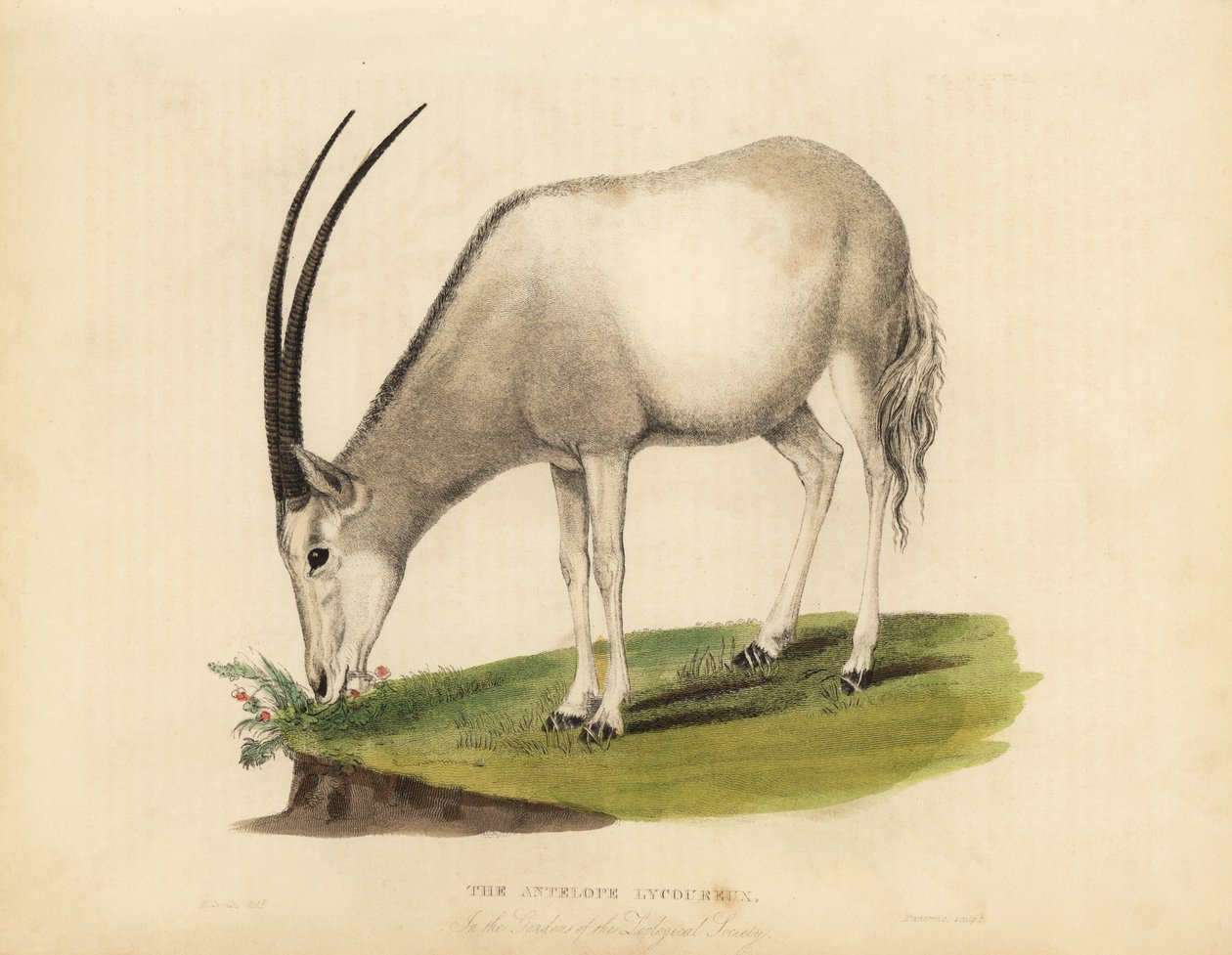 Arabian Oryx or White Oryx, Oryx Leucoryx. Vulnerable by William Smellie