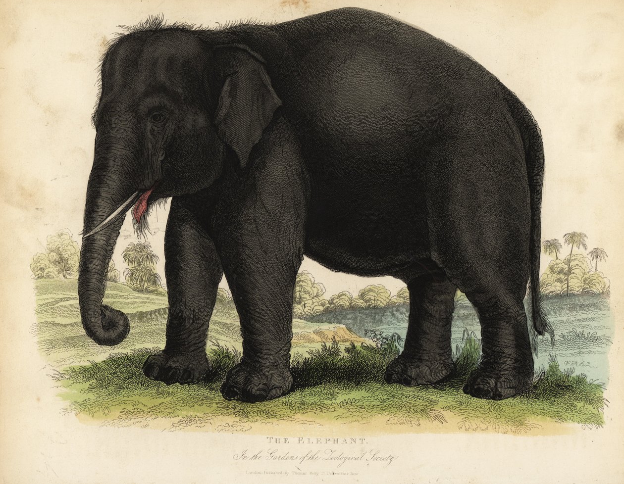 Asian elephant, Elephas maximus, endangered by William Smellie