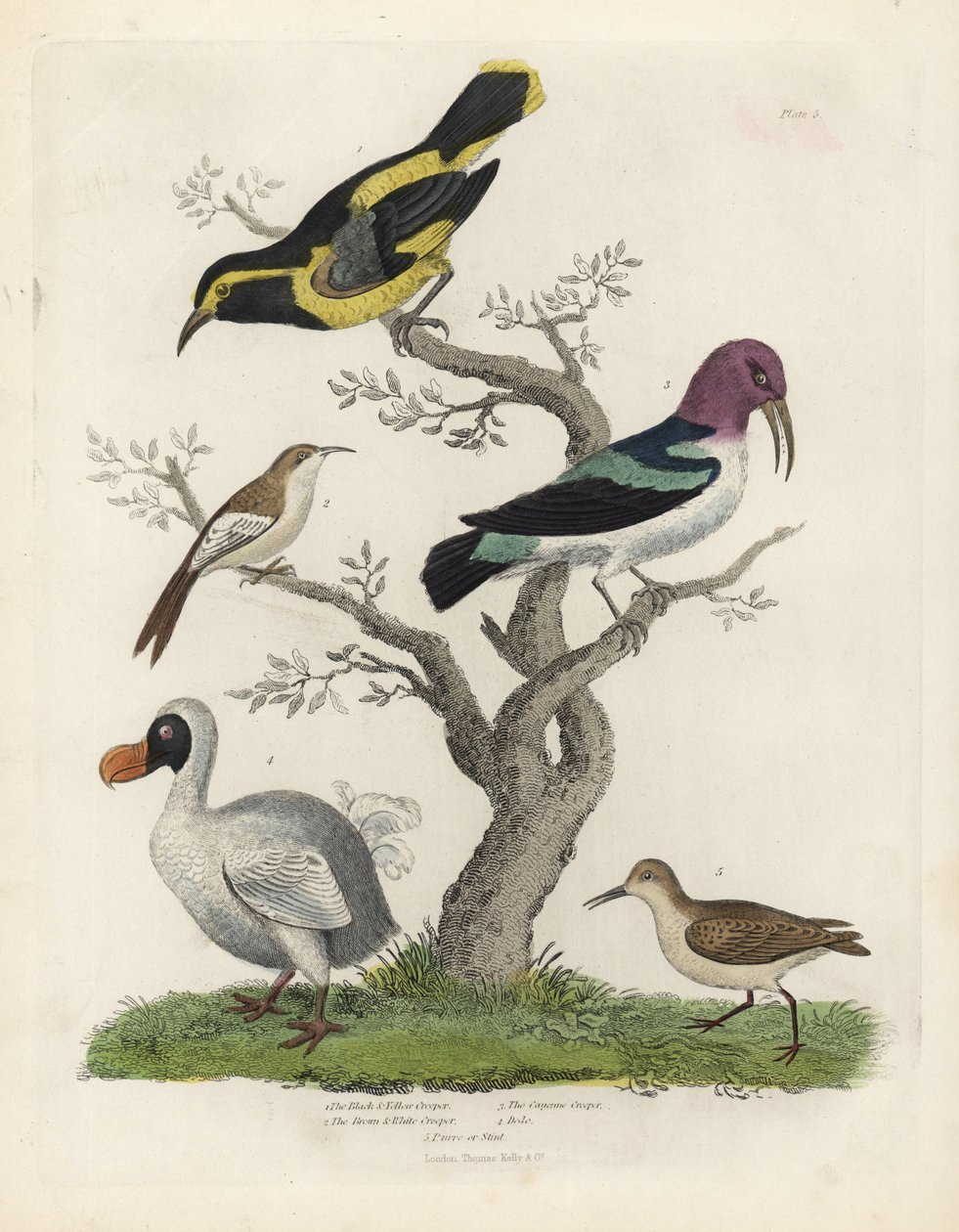 Birds and Dodo. Handcoloured Copperplate Engraving by William Smellie