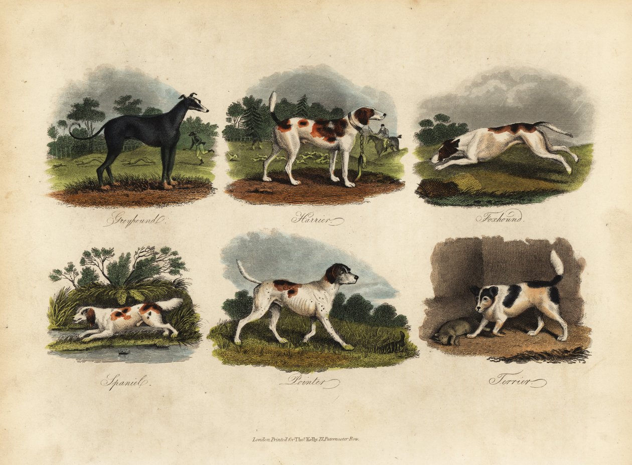 Greyhound, Harrier, Foxhound, Spaniel, Pointer, Terrier by William Smellie
