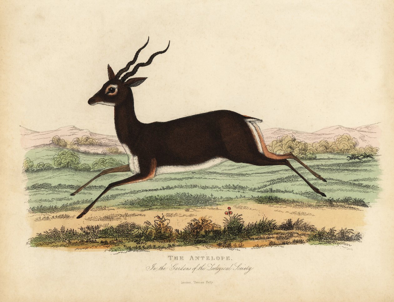 Indian Antelope or Blackbuck, Antilope Cervicapra by William Smellie