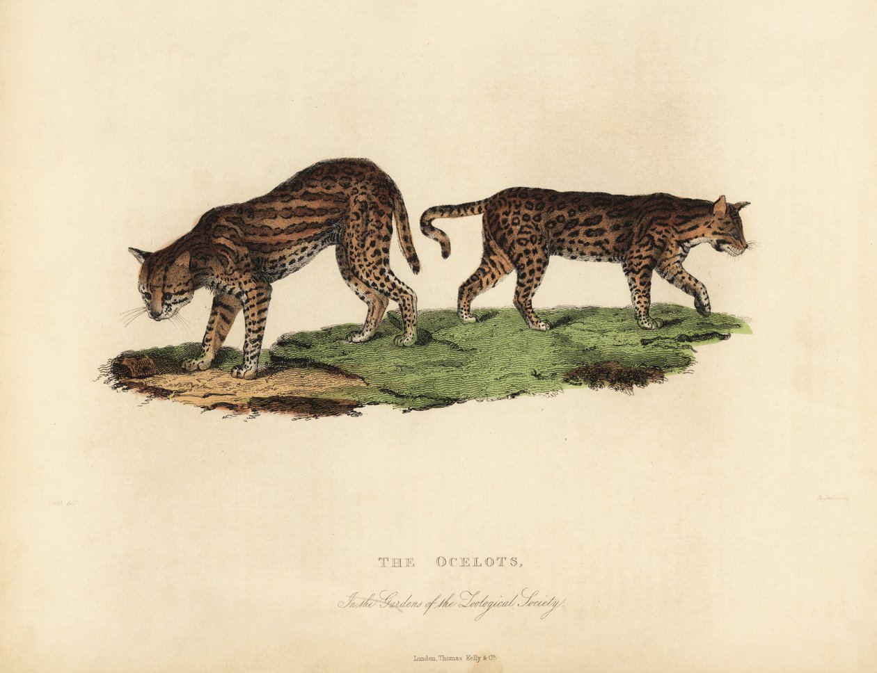 Ocelot, Leopardus Pardalis by William Smellie