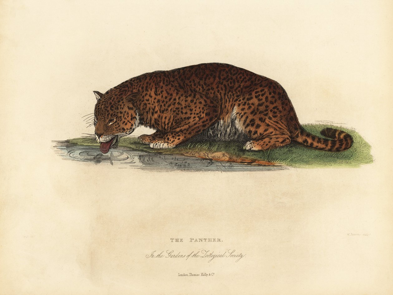 Panther, Panthera pardus or Panthera onca by William Smellie