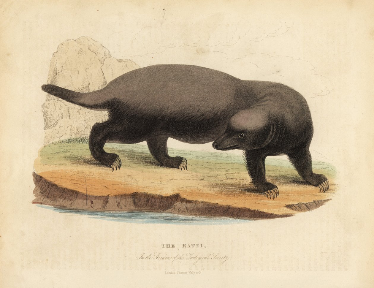 Ratel or honey badger, Mellivora capensis by William Smellie
