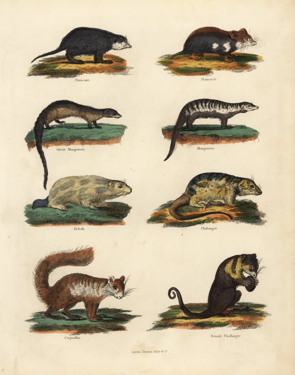Rodent species by William Smellie