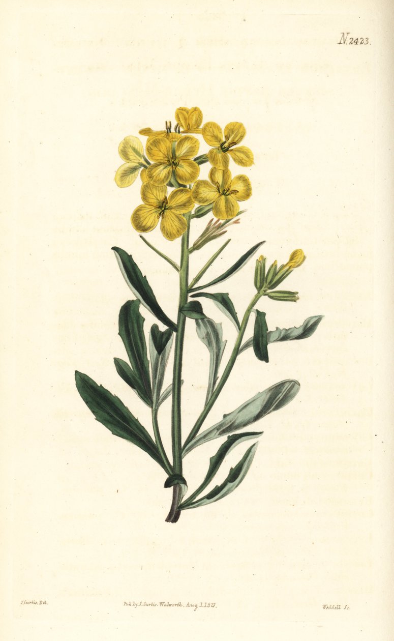 Smelly Wallflower, Erysimum Odoratum by William Smellie