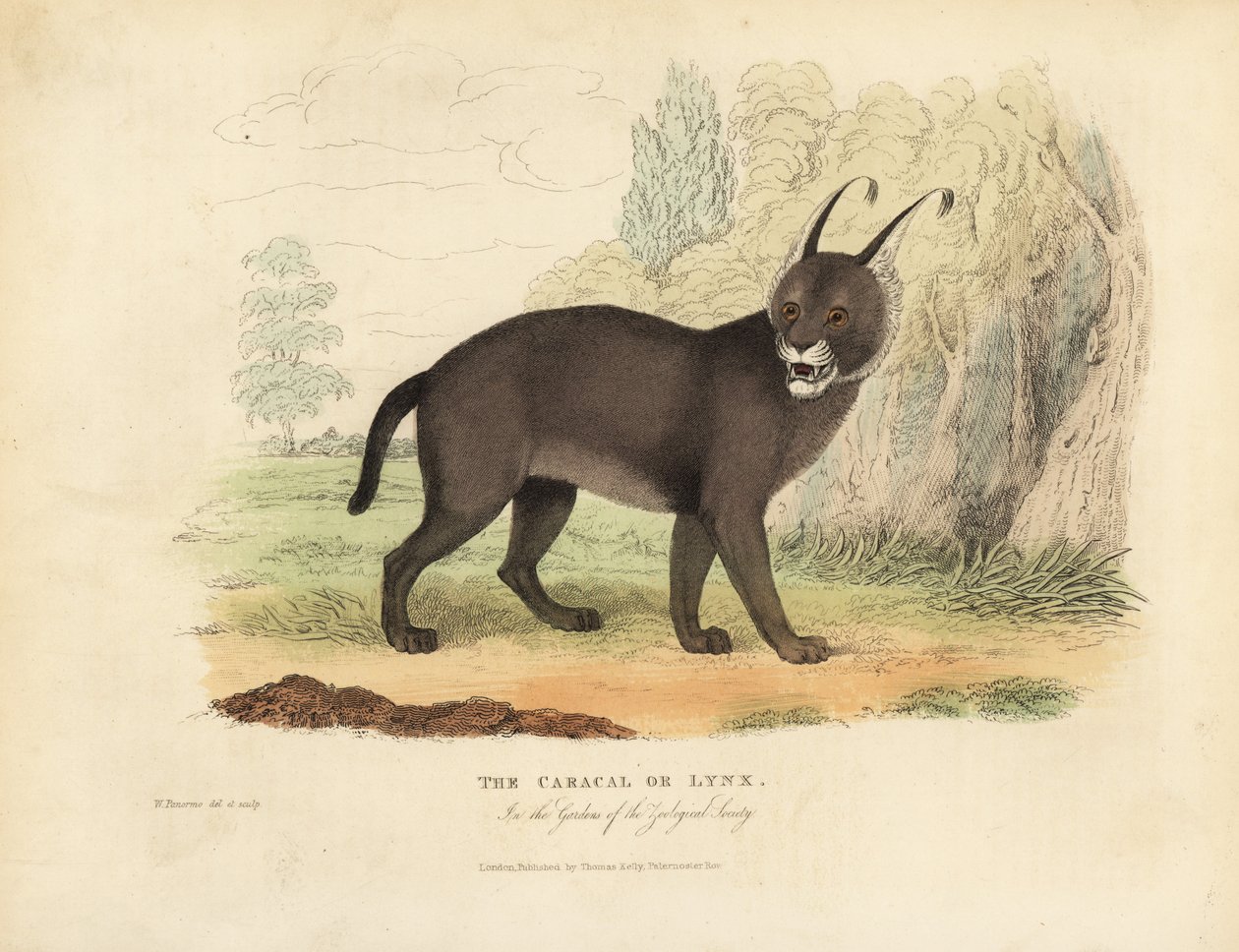 The Caracal or Lynx by William Smellie