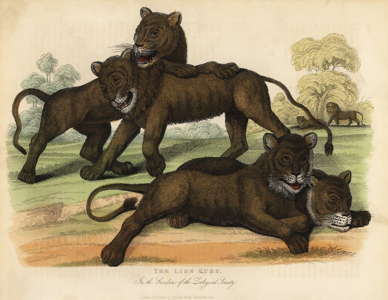 The Lion Cubs in the Gardens of the Zoological Society by William Smellie
