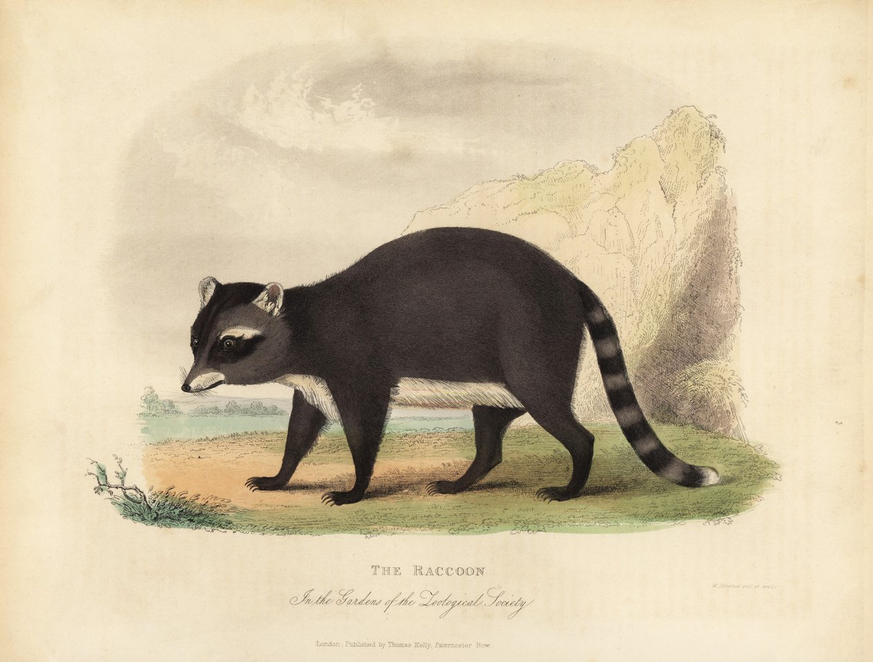 The Raccoon, Procyon lotor by William Smellie