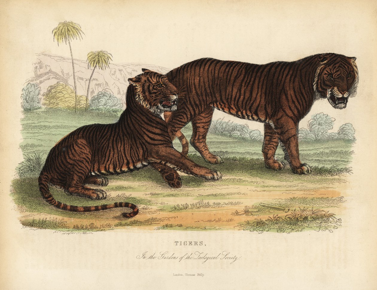 Tiger, Panthera Tigris, Endangered by William Smellie