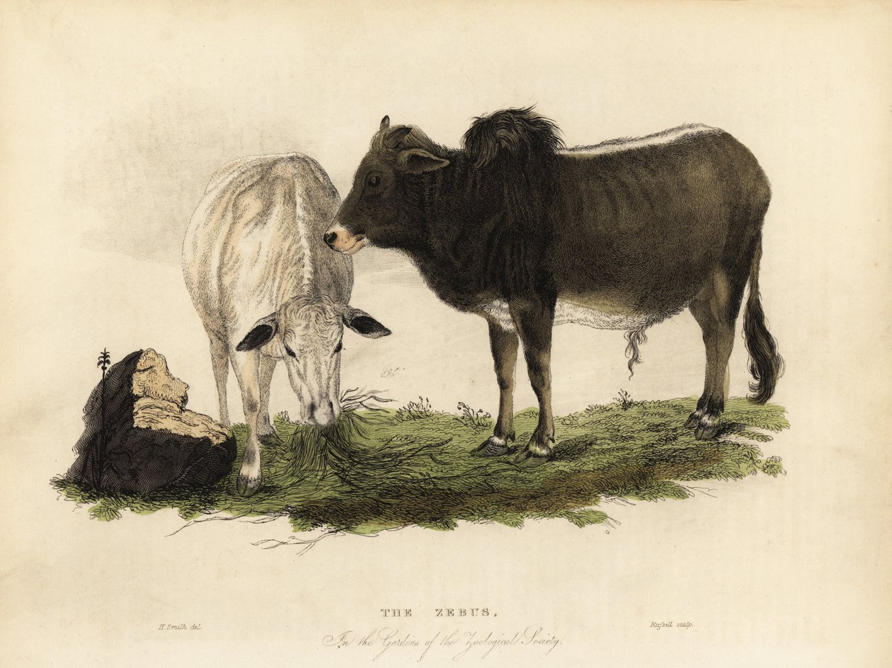 Zebu, Bos Primigenius Indicus by William Smellie