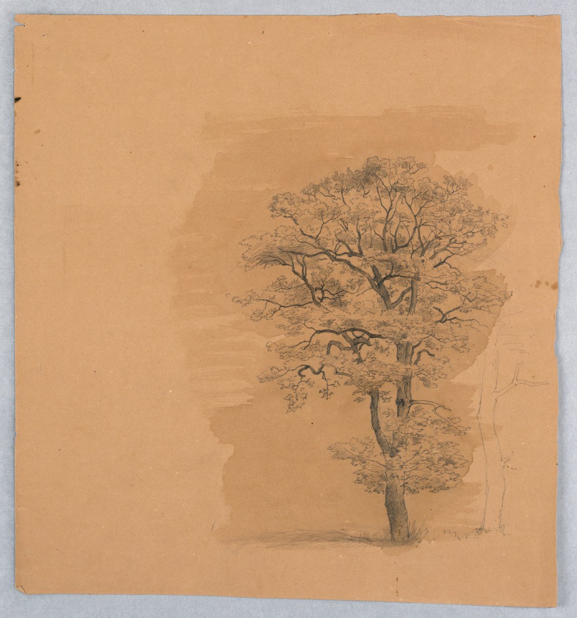 Study of Foliage by William Stanley Haseltine