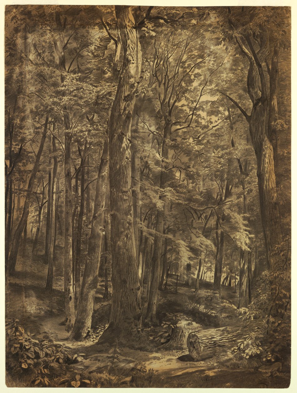 In the Woods, Study for Painting, June Woods, New York Historical Society, on Loan from the New York Public Library, 1864 by William Trost Richards