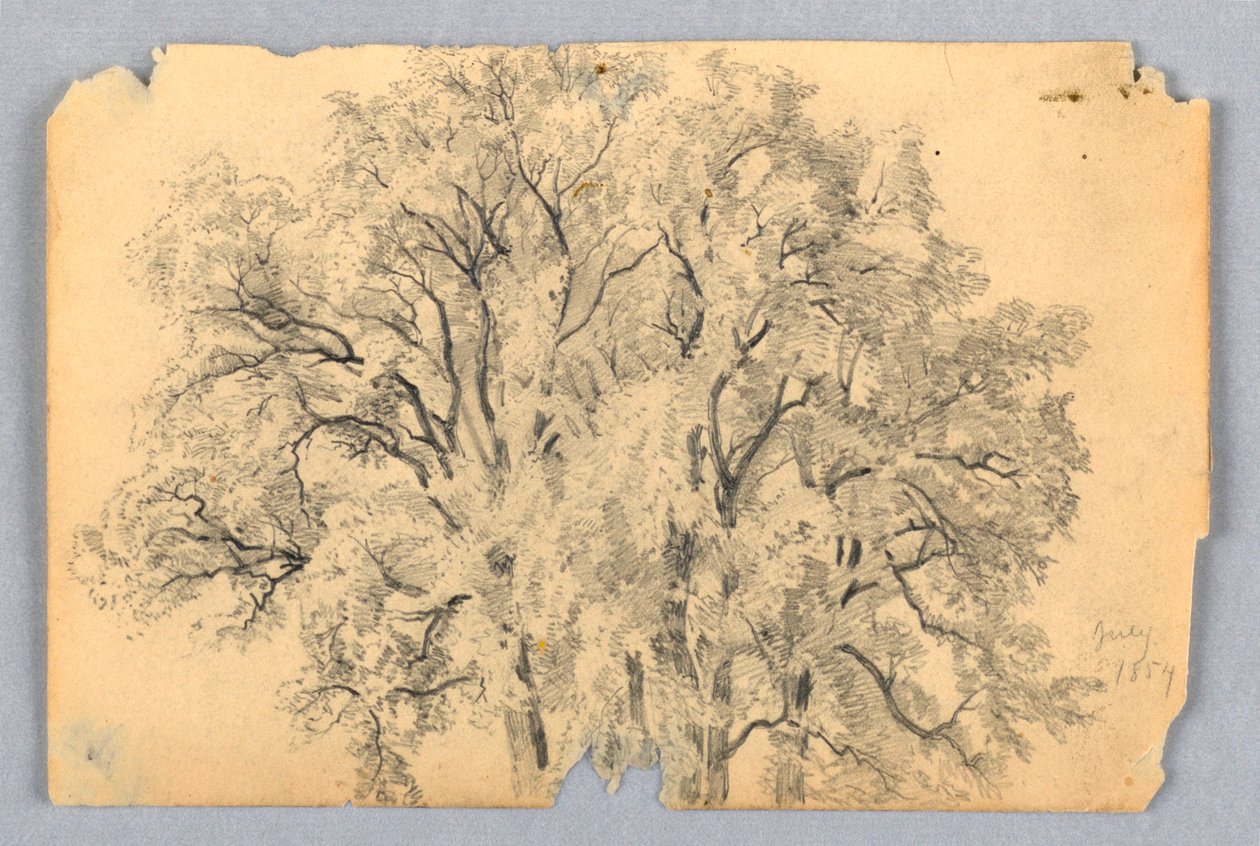 Study of Elm Tree by William Trost Richards