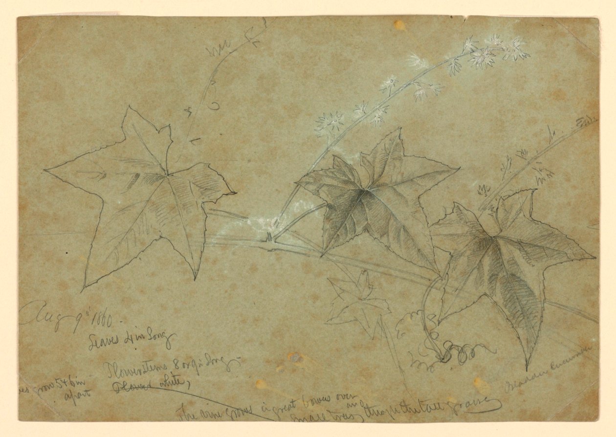 Study of Foliage by William Trost Richards