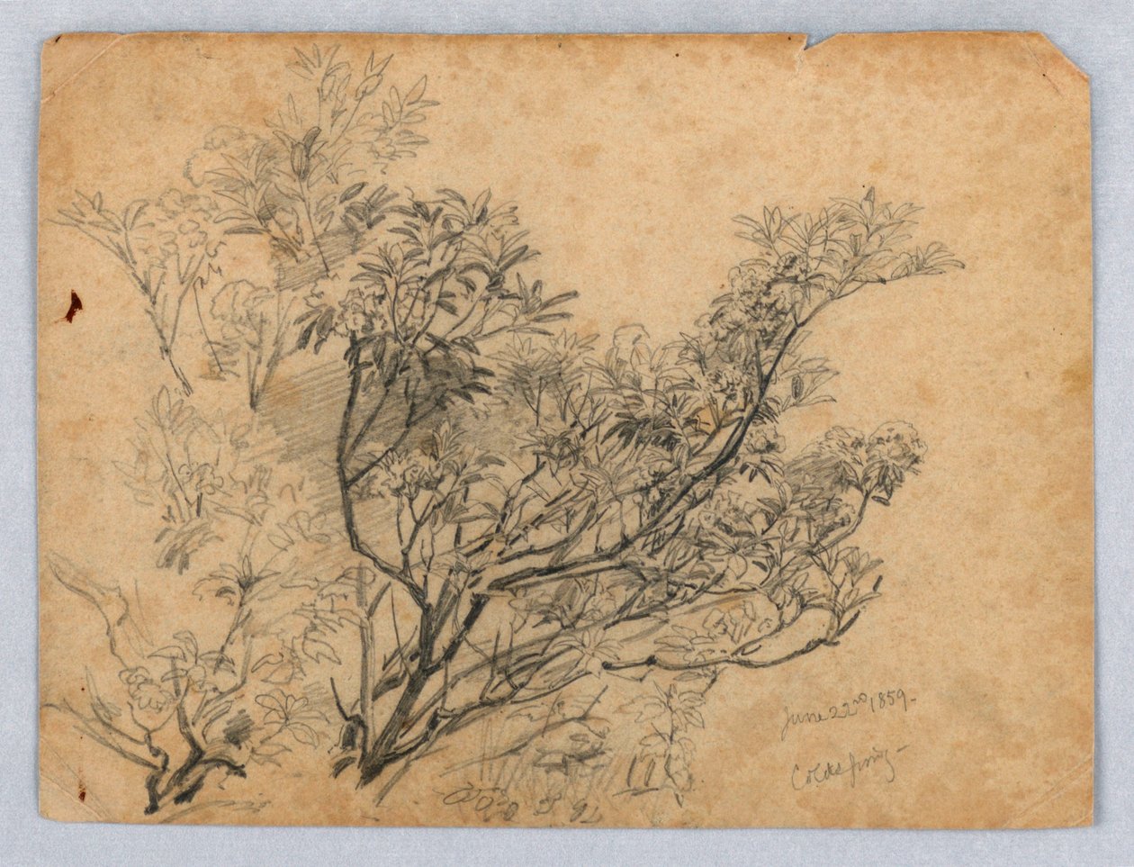 Study of Foliage by William Trost Richards