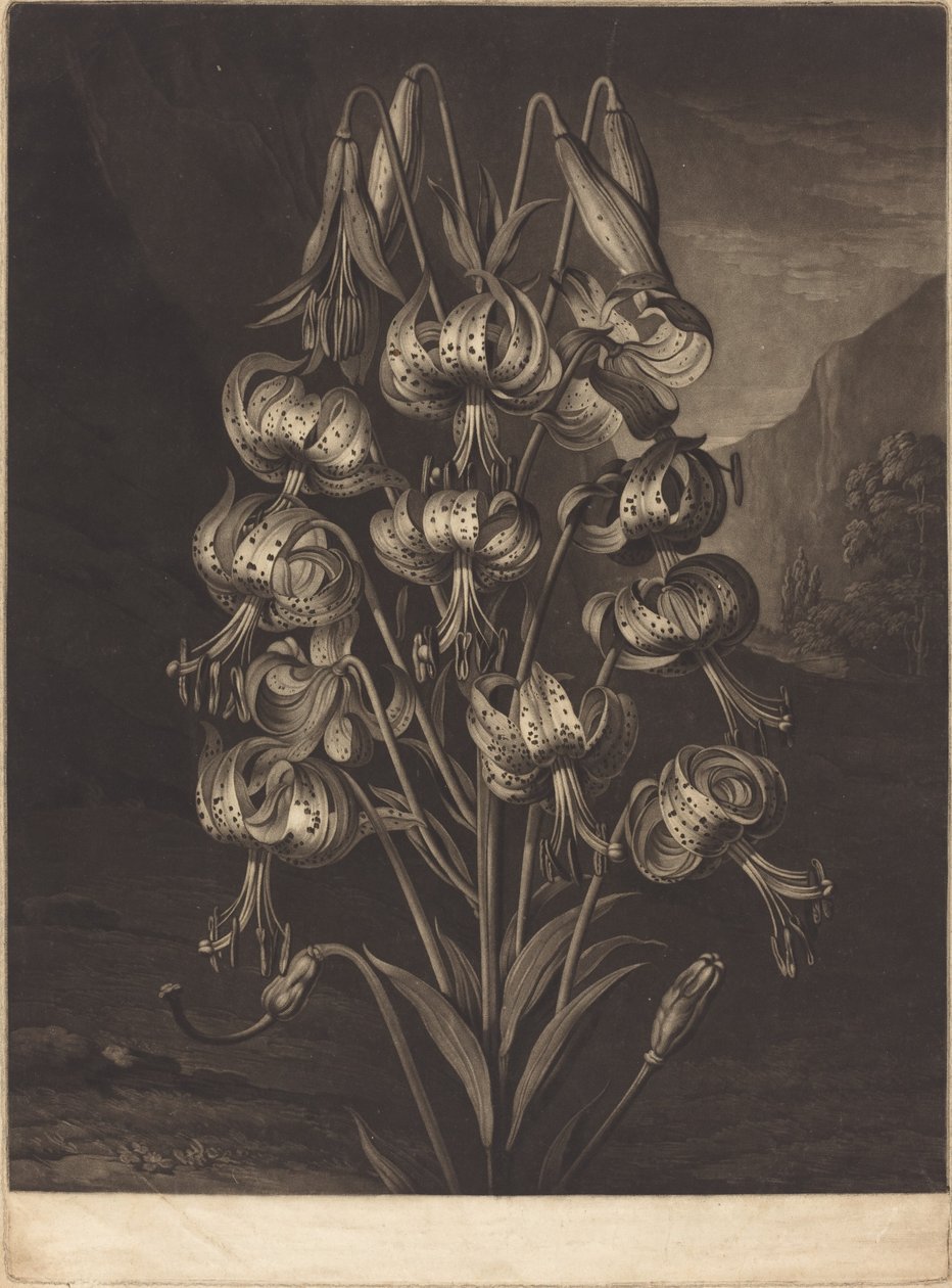 The Superb Lily by William Ward after Philip Reinagle