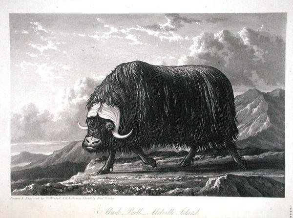 Musk Bull, Melville Island, from Journal of a Voyage for the Discovery of a North West Passage from the Atlantic to the Pacific performed in the Years 1819-20, by William Edward Parry, published 1821 by William Westall