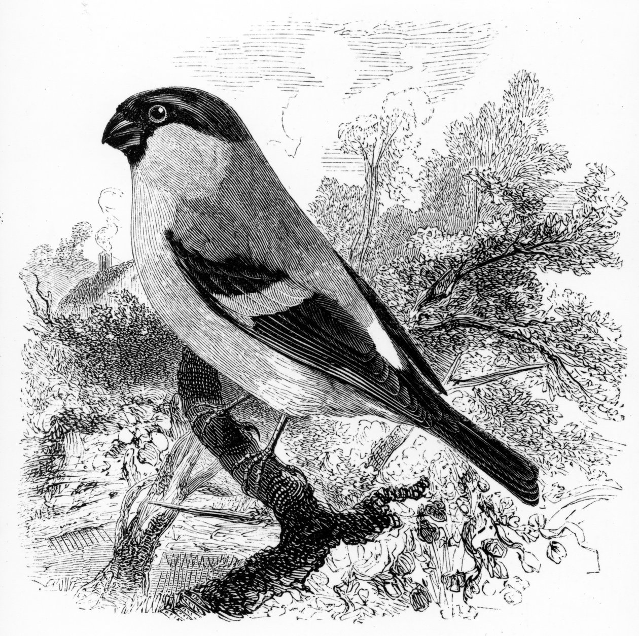 The Bullfinch, illustration from 