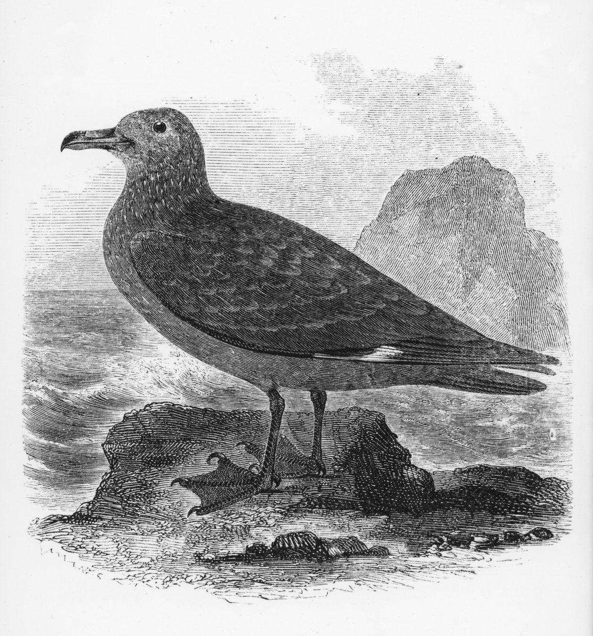 The Common Skua, Illustration from 