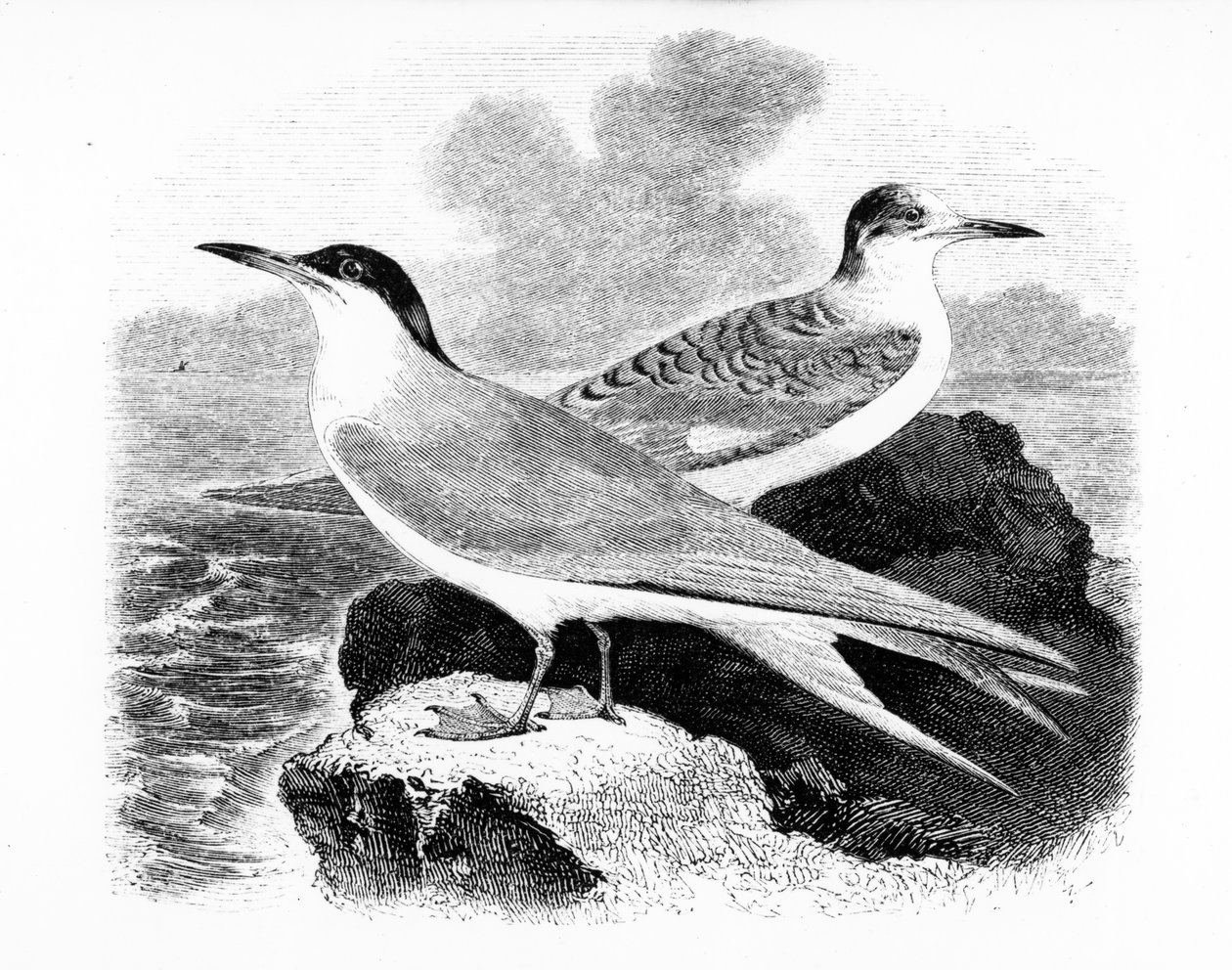 The Common Tern, illustration from 