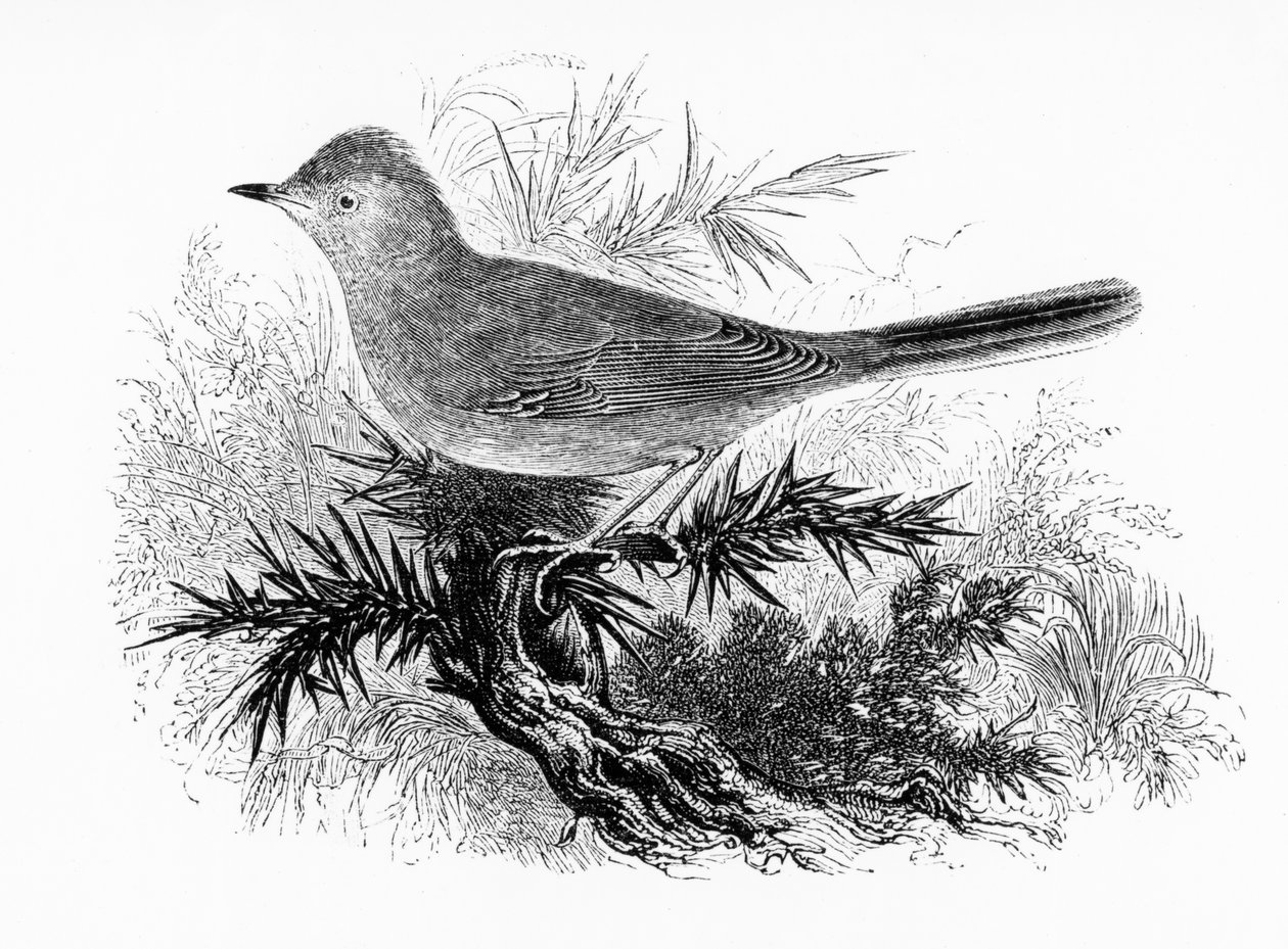 The Dartford Warbler, illustration from 