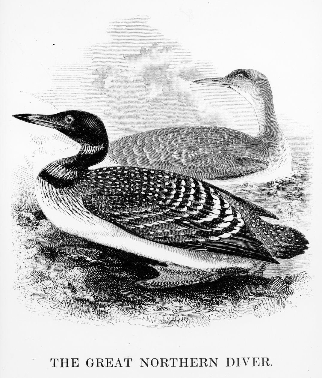 The Great Northern Diver, illustration from 