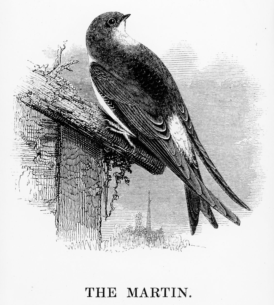 The Martin, illustration from 