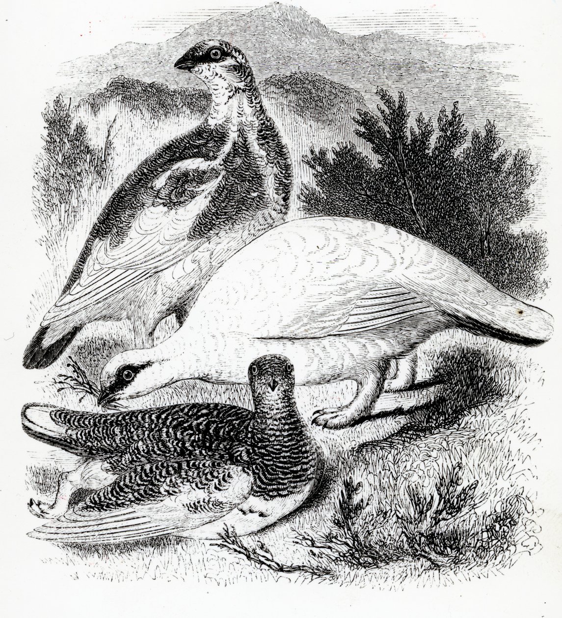 The Ptarmigan, Illustration from 