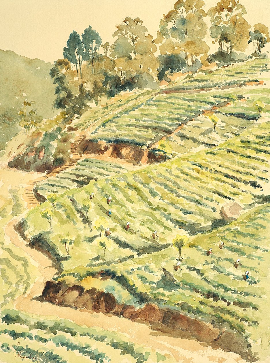 Tea pickers, Glenmore by Wilson Clive