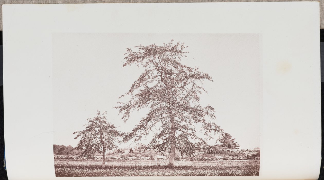 Tupelo Trees in a Field near the Outlet on the Old Essex Road in Beverly by Wilson Flagg