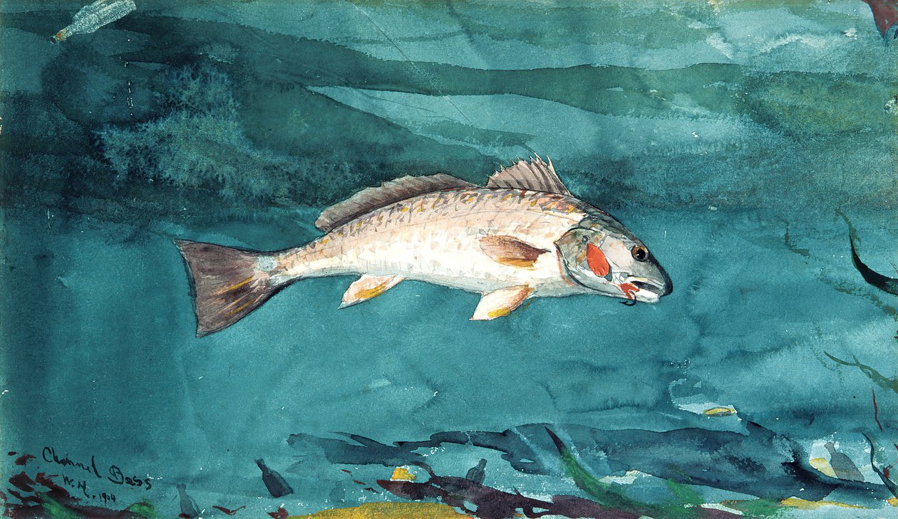 Channel Bass, 1904 by Winslow Homer