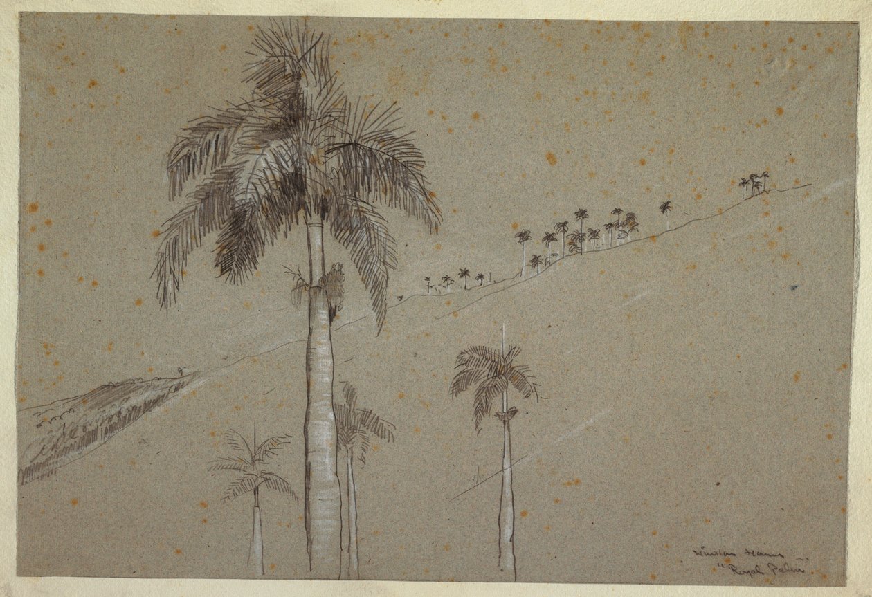 Royal Palm, Cuba, 1885 by Winslow Homer