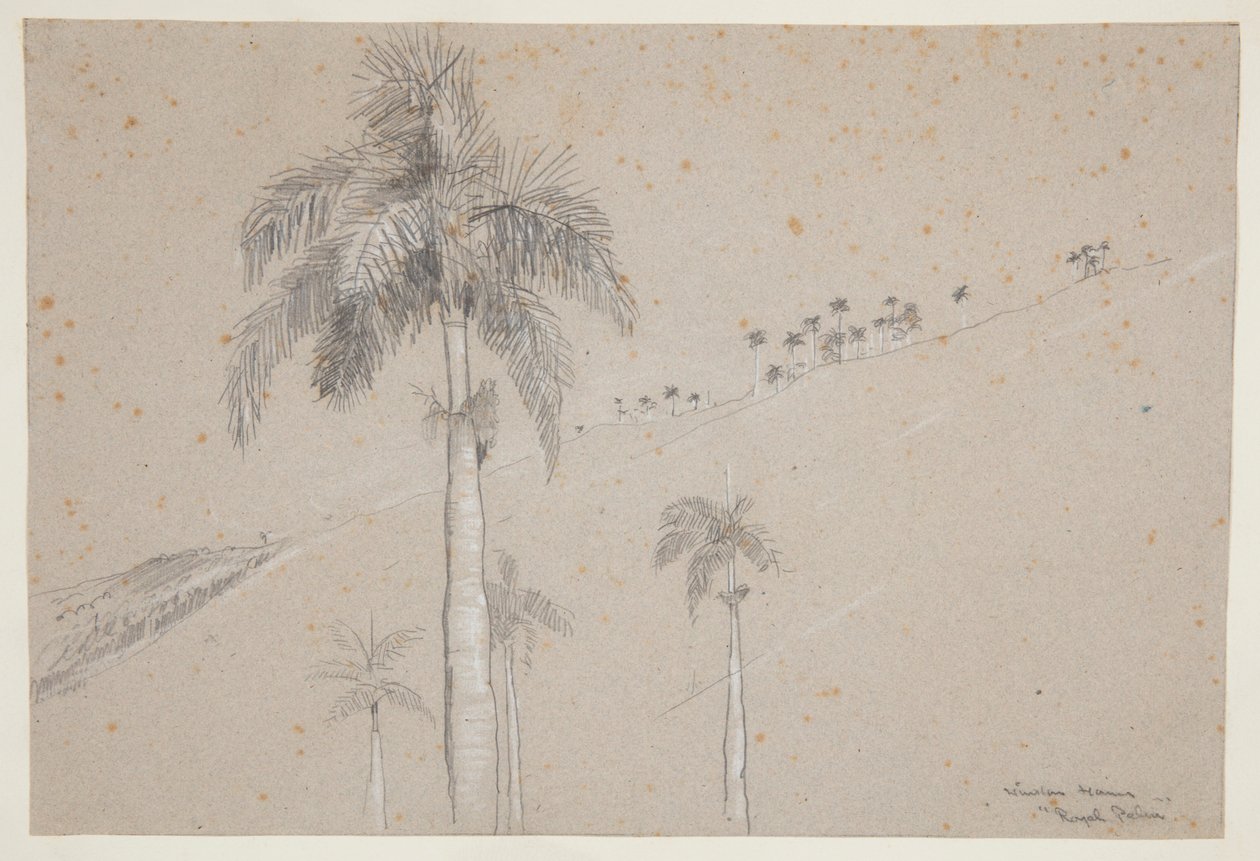 Royal Palm, Cuba by Winslow Homer