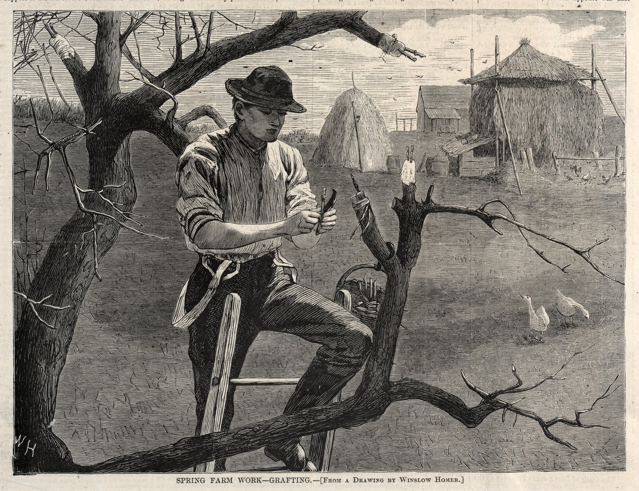 Spring Farm Work - Grafting by Winslow Homer