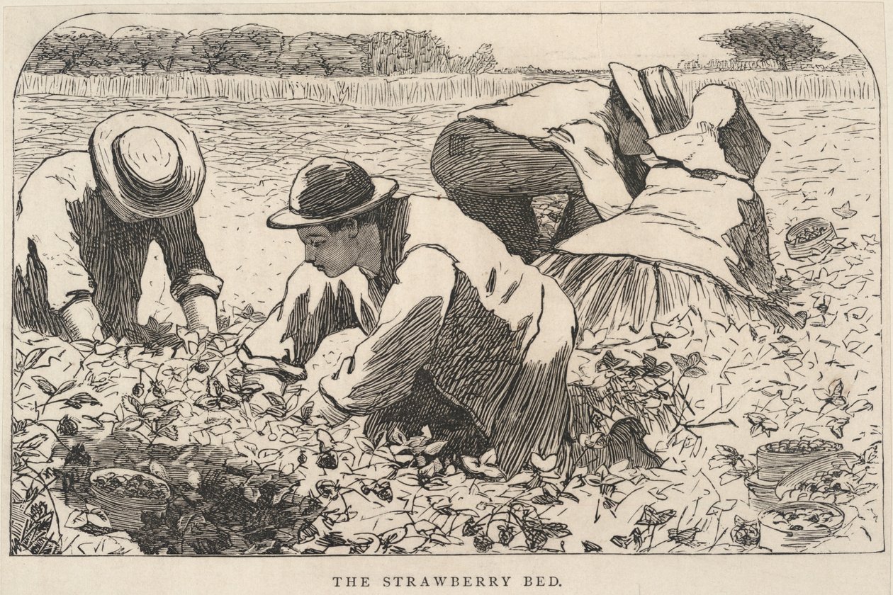The Strawberry Bed, from Our Young Folks, July 1868 by Winslow Homer