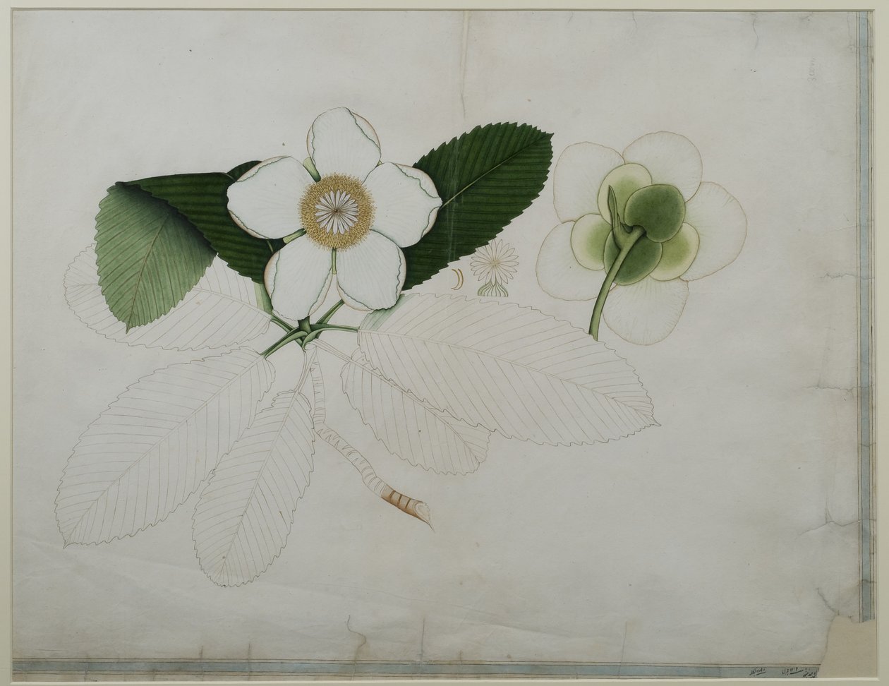 Dillenia indica, 1787 by Zayn al Din Zayn al Din