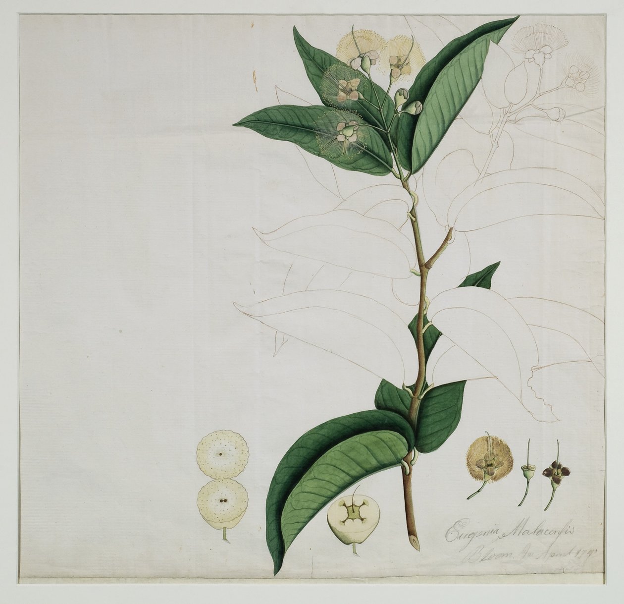Syzygium aqueum (Burm. f.) Alston (Water rose apple), 1787 by Zayn al Din Zayn al Din