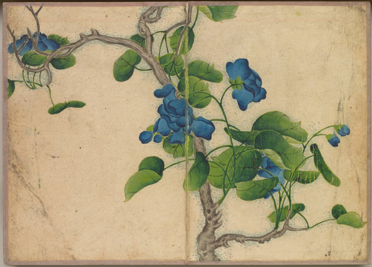 Desk Album: Flower and Bird Paintings Climbing Blue Flowers by Zhang Ruoai