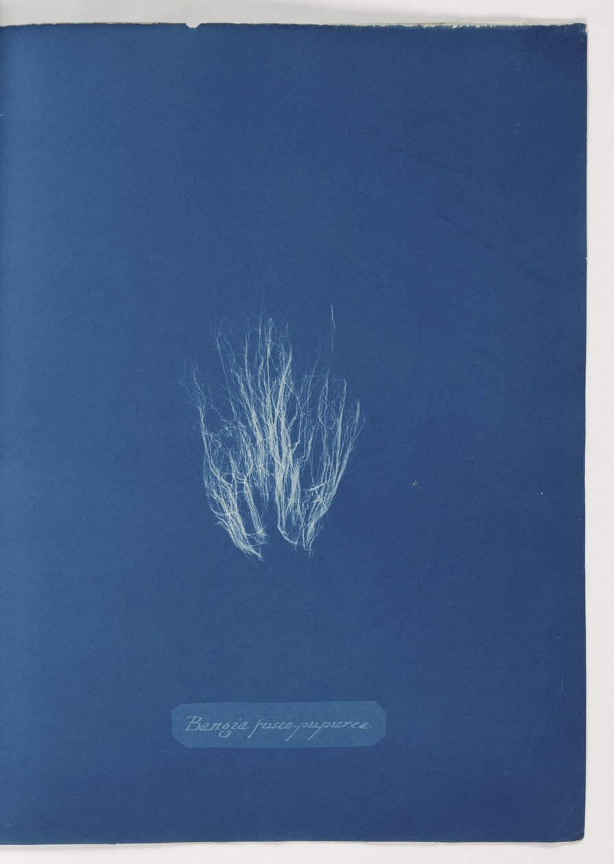 Bangia fusco-purpurea by Frederick (attr. to) Barnard