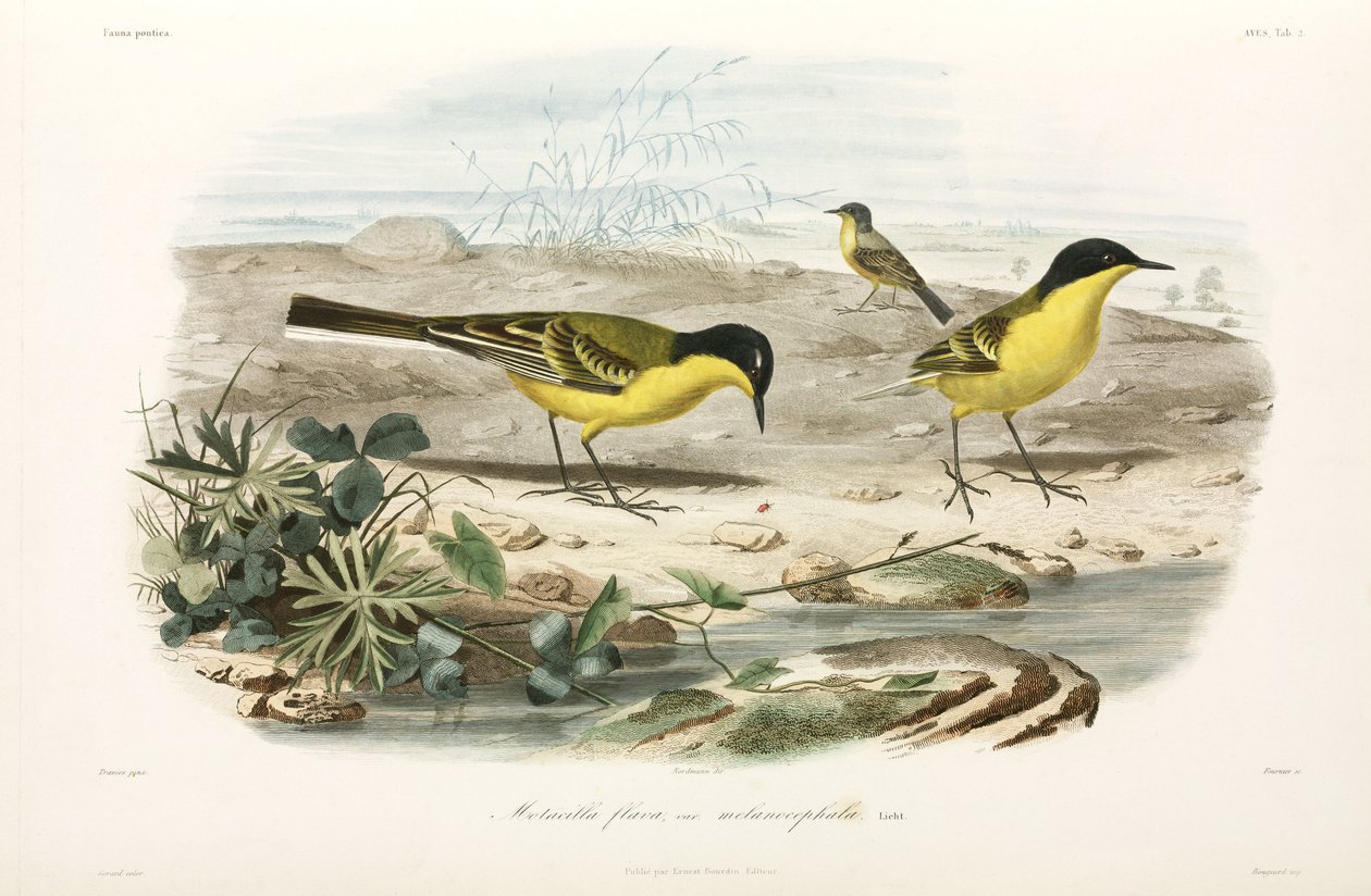 Black-headed Yellow Wagtails, Black Sea Area by John Pardon