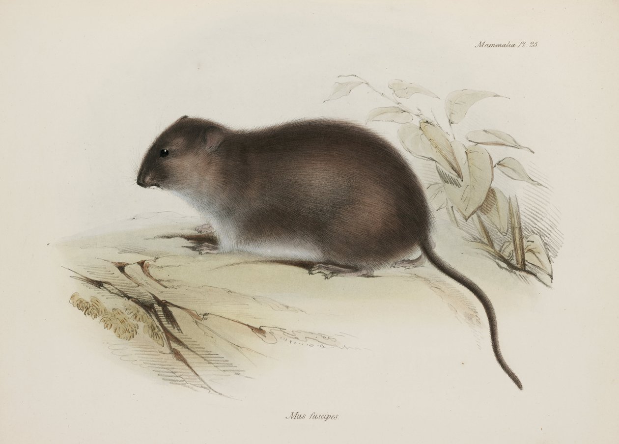 Bush or Brown-footed Rat, Australia by John Pardon