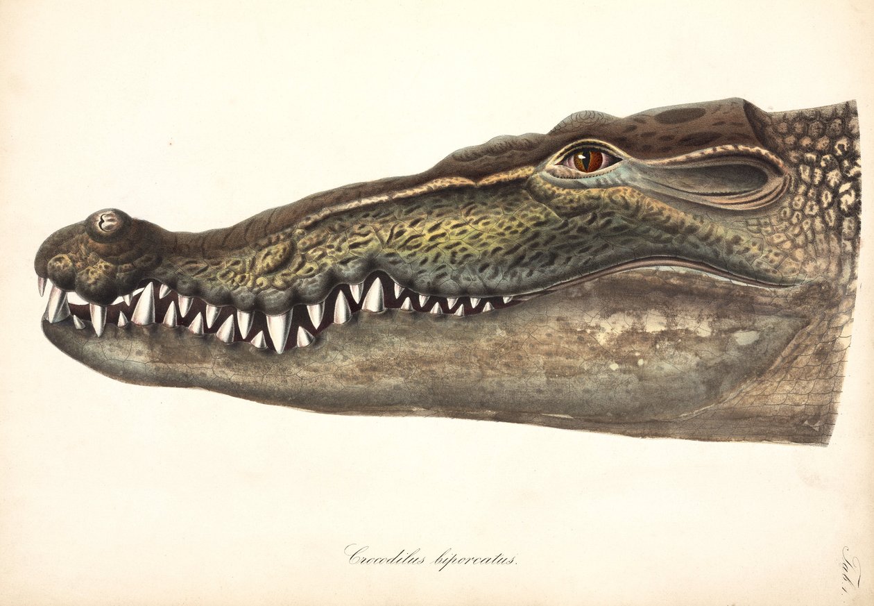 Estuarine or Saltwater Crocodile, Asia by John Pardon