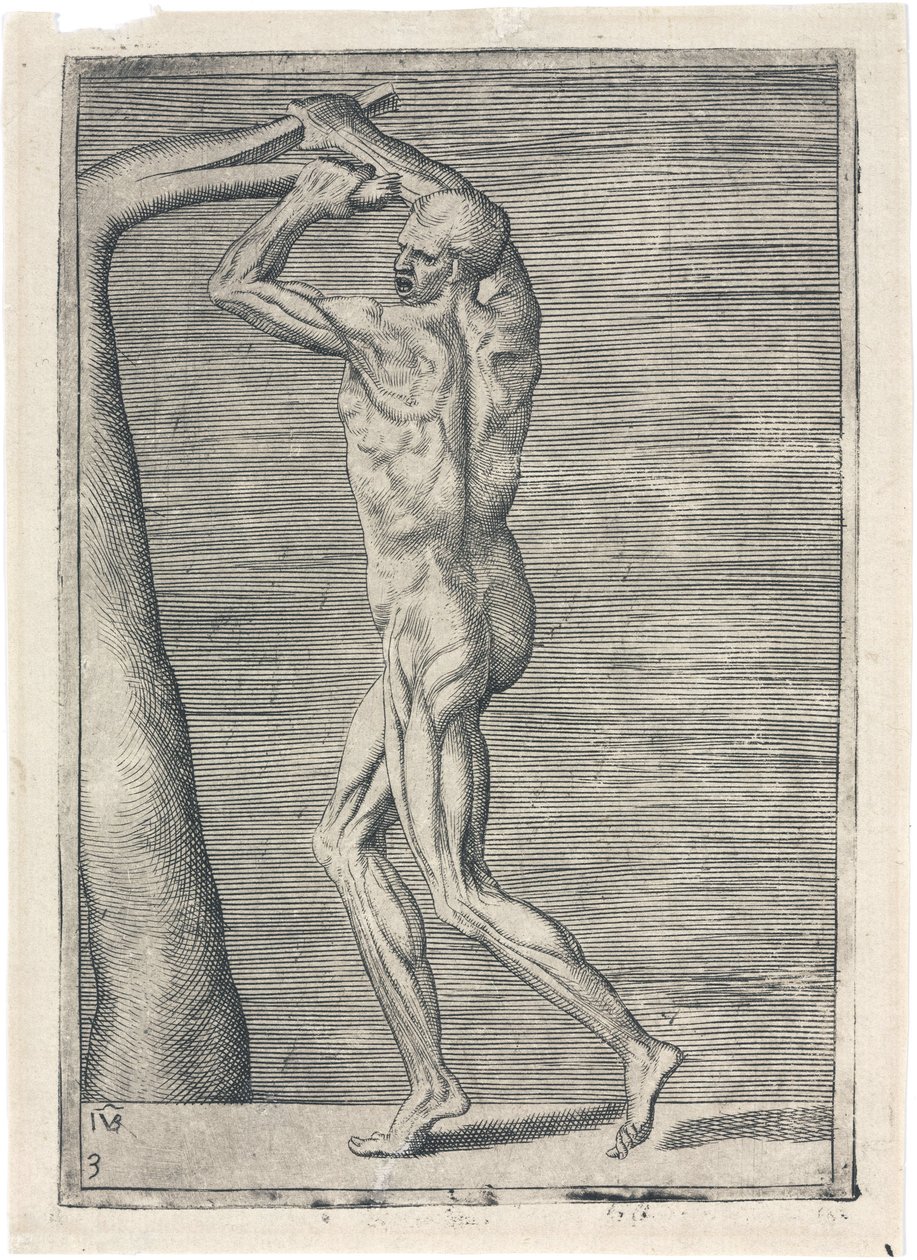 Anatomical Study of Male Musculature; Man Breaking a Branch, c 1555 by Frederick (attr. to) Barnard